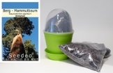 Seedeo Anzuchtset Berg - Mammutbaum (Sequoia. gigantea) 50 Samen -