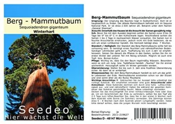 Seedeo Anzuchtset Berg - Mammutbaum (Sequoia. gigantea) 50 Samen - 