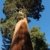 Seedeo Berg - Mammutbaum (Sequoia. gigantea) Pflanze 2 Jahre - 
