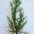 Seedeo Berg - Mammutbaum (Sequoia. gigantea) Pflanze 2 Jahre -