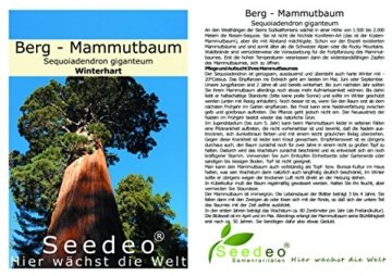 Seedeo Berg - Mammutbaum (Sequoia. gigantea) Pflanze 2 Jahre alt Geschenkedition - 