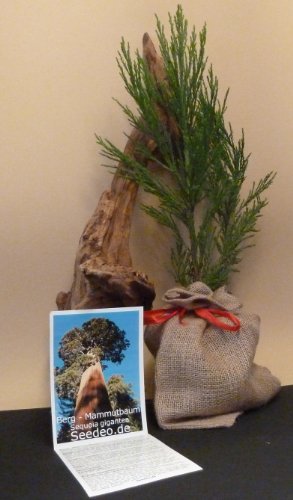 Seedeo Berg - Mammutbaum (Sequoia. gigantea) Pflanze 2 Jahre alt Geschenkedition -