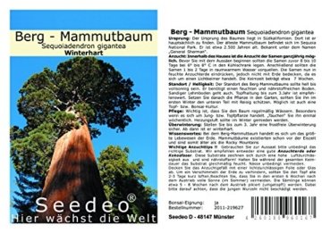 Seedeo Berg - Mammutbaum (Sequoia. giganteum) 50 Samen - 