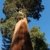 Seedeo Berg - Mammutbaum (Sequoia. giganteum) 50 Samen -