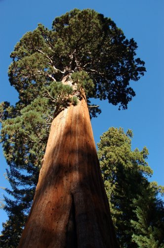 Seedeo Berg - Mammutbaum (Sequoia. giganteum) 50 Samen -