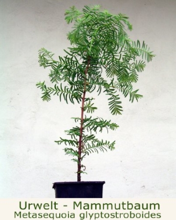 Seedeo Urwelt-Mammutbaum (Metasequoia glyptostroboides) Pflanze 3 Jahre -