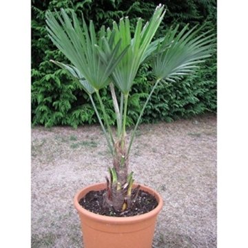 Seltene Palmen Kreuzung Trachycarpus Wagnerianus /Trachycarpus fortunei 50-60 cm. Frosthart bis - 18 Grad Celsius - 