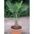 Seltene Palmen Kreuzung Trachycarpus Wagnerianus /Trachycarpus fortunei 50-60 cm. Frosthart bis - 18 Grad Celsius - 