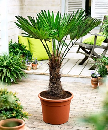 Seltene Palmen Kreuzung Trachycarpus Wagnerianus /Trachycarpus fortunei 50-60 cm. Frosthart bis - 18 Grad Celsius -