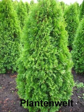 Smaragd Lebensbaum Thuja occidentalis Smaragd 80 - 100 cm hoch im 5 Liter Pflanzcontainer - 