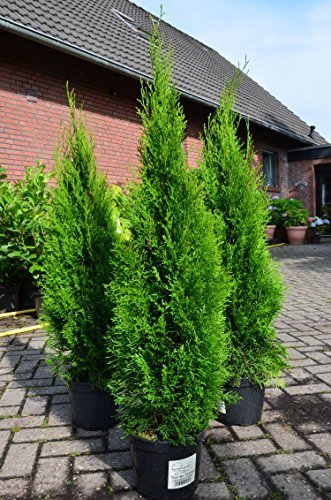 Smaragd Lebensbaum Thuja occidentalis Smaragd 80 - 100 cm hoch im 5 Liter Pflanzcontainer -