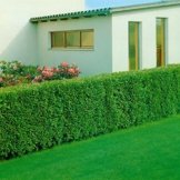 Spar-Pack Lebensbaum-Hecke Brabant, 12 Pflanzen für ca. 4 Meter Hecke -