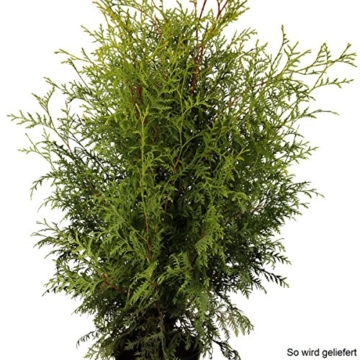 Spar-Pack Lebensbaum-Hecke Brabant, 12 Pflanzen für ca. 4 Meter Hecke - 