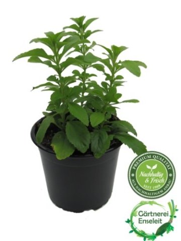 Stevia - Süßkraut - Stevia Rebaudiana 3 Pflanzen - 