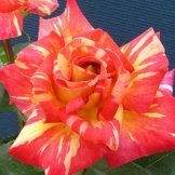 Teehybridrose Caribia - 1 rose -