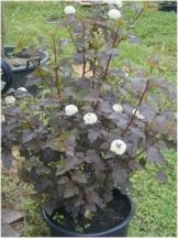 Teufelsstrauch Physocarpus opolifolius Diabolo -R- 80 cm hoch im 3 Liter Pflanzcontainer -