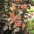 Teufelsstrauch Physocarpus opolifolius Diabolo -R- 80 cm hoch im 3 Liter Pflanzcontainer - 