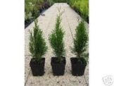 Thuja Lebensbaum "Smaragd" Topfballen 25-30 cm 50 St. Hecke Heckenpflanze -