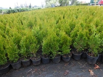 Thuja Lebensbaum "Smaragd" Topfballen 60-70 cm 50 St. Hecke Heckenpflanze -