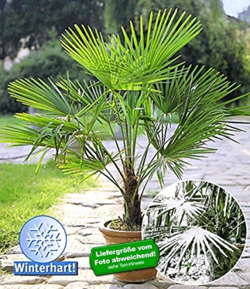 Trachycarpus Fortunei Echte Frostharte Hanfpalme ca. 160-180 cm.Gesamthöhe Frosthart bis -17 Grad PROMOTION AKTION zeitlich begrenzt - 