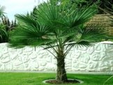 Trachycarpus Fortunei Echte Frostharte Hanfpalme ca. 160-180 cm.Gesamthöhe Frosthart bis -17 Grad PROMOTION AKTION zeitlich begrenzt -