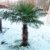 Trachycarpus Fortunei Echte Frostharte Hanfpalme ca. 160-180 cm.Gesamthöhe Frosthart bis -17 Grad PROMOTION AKTION zeitlich begrenzt - 