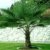 Trachycarpus Fortunei Echte Frostharte Hanfpalme ca. 160-180 cm.Gesamthöhe Frosthart bis -17 Grad PROMOTION AKTION zeitlich begrenzt -