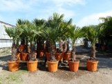 Trachycarpus fortunei Hanfpalme 130 - 150cm, winterharte Palme bis -18°C -