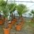 Trachycarpus fortunei Hanfpalme 130 - 150cm, winterharte Palme bis -18°C - 