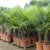 Trachycarpus fortunei Hanfpalme 130 - 150cm, winterharte Palme bis -18°C - 