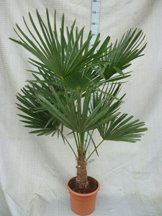 Trachycarpus fortunei, Palme, Hanfpalme Winterhart, Gesamthöhe:120-140cm Stamm. 30+cm - Topf Ø 30 cm - 15 Ltr -
