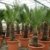 Trachycarpus Wagnerianus 120-140 cm Höhe. Frosthärteste Palme der Welt Bis - 17 Grad - 