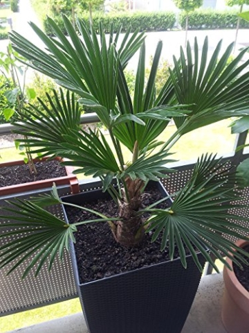 Trachycarpus Wagnerianus 120-140 cm Höhe. Frosthärteste Palme der Welt Bis - 17 Grad -