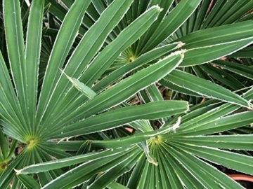 Trachycarpus wagnerianus, Hanfpalme, Palme, Winterhart, Gesamthöhe: 90-110cm, Stamm: 15-25cm, Topf: Deco 26 - 8.5 l., - 