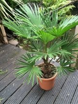 Trachycarpus wagnerianus, Hanfpalme, Palme, Winterhart, Gesamthöhe: 90-110cm, Stamm: 15-25cm, Topf: Deco 26 - 8.5 l., -