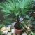 Trachycarpus wagnerianus, Hanfpalme, Palme, Winterhart, Gesamthöhe: 90-110cm, Stamm: 15-25cm, Topf: Deco 26 - 8.5 l., - 