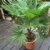 Trachycarpus wagnerianus, Hanfpalme, Palme, Winterhart, Gesamthöhe: 90-110cm, Stamm: 15-25cm, Topf: Deco 26 - 8.5 l., -