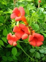 Trompetenblume, Campsis Madame Galen 80 cm hoch im 3 Liter Pflanzcontainer -