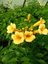 Trompetenblume Flava, Campsis Flava 80 cm hoch im 3 Liter Pflanzcontainer -