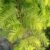 Urwelt Mammutbaum Metasequoia glyptostroboides 80 - 100 cm hoch im 5 Liter Pflanzcontainer - 