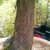 Urwelt Mammutbaum Metasequoia glyptostroboides 80 - 100 cm hoch im 5 Liter Pflanzcontainer - 