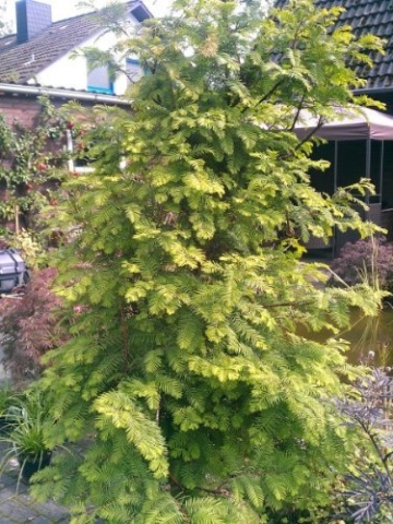 Urwelt Mammutbaum Metasequoia glyptostroboides 80 - 100 cm hoch im 5 Liter Pflanzcontainer -