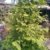 Urwelt Mammutbaum Metasequoia glyptostroboides 80 - 100 cm hoch im 5 Liter Pflanzcontainer -