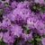 Vorfrühlingsalpenrose violett-blau blühend, 1 Strauch im 3 Liter Topf - 
