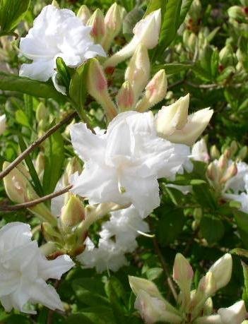 weiß blühende Garten Azalee Rhododendron luteum Whitethroat 30 - 40 cm hoch im 4 Liter Pflanzcontainer -