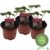Weiße Ananas-Erdbeere im 3er Set,exotische Ananaserdbeere,frische Erdbeerpflanze -