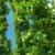 Wilder Hopfen Humulus lupulus 1 Pflanze 60-80 cm Extrem schnellwüchsig bis zu 3 Meter pro Monat - 