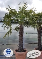 winterharte Chinesische Hanfpalme (Trachycarpus fortunei) -