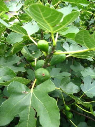 winterharte eßbare Feige, Ficus carica Brown Turkey 40 - 60 cm hoch im 5 Liter Pflanzcontainer - 
