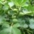 winterharte eßbare Feige, Ficus carica Brown Turkey 40 - 60 cm hoch im 5 Liter Pflanzcontainer - 